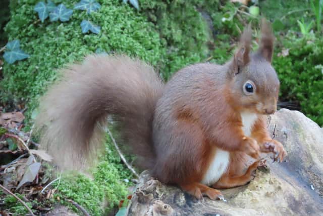 Red Squirrel Safaris are taking place in October in the Glens of Antrim