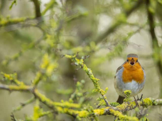 RSPB NI, along with many leading charity and conservation organisation, has been sounding the alarm about the climate crisis