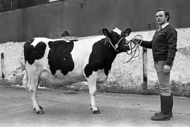 Pictured in March 1983 is George Cheatley from Ballyrobert, Bangor, with his first prize Friesian heifer at a show and sale held at Allams, Belfast. Picture: News Letter archives/Darryl Armitage