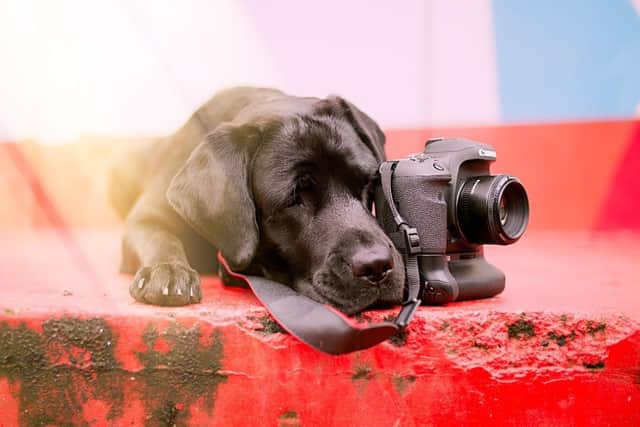 Take a picture: a dog tries his hand at photography, taken by Annika Eckhardt in Germany, Bielefeld. CEWE Photo Award 2023