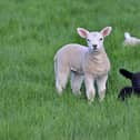Spring lambs in a Field near Antrim as The Spring nears with nice weather across N Ireland.