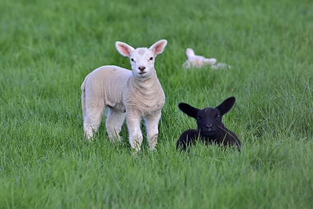 Spring lambs in a Field near Antrim as The Spring nears with nice weather across N Ireland.