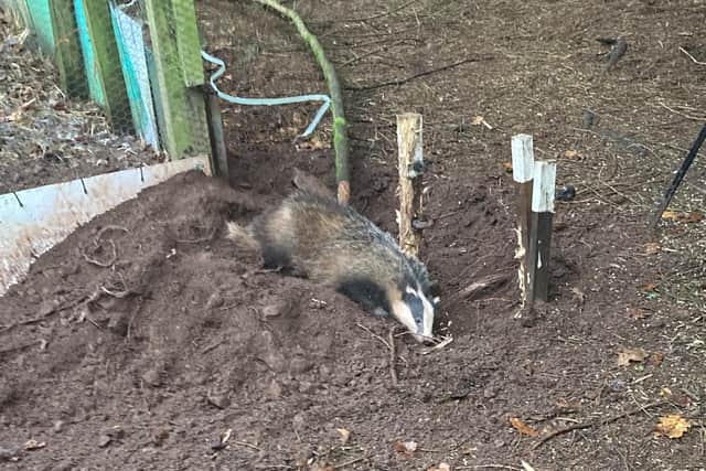 A photo of the petrified young badger caught in the snare.