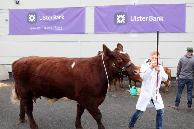 8th April 2023 - Northern Ireland. Day one at Balmoral Show, in partnership with Ulster Bank.  Cattle judging at the annual agricultural show. Picture by Jonathan Porter/PressEye