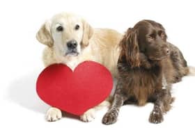 Dogs Trust has released advice on the appropriate ways to show your four-legged friend how much you love them on Valentine's Day