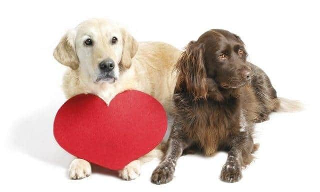 Dogs Trust has released advice on the appropriate ways to show your four-legged friend how much you love them on Valentine's Day