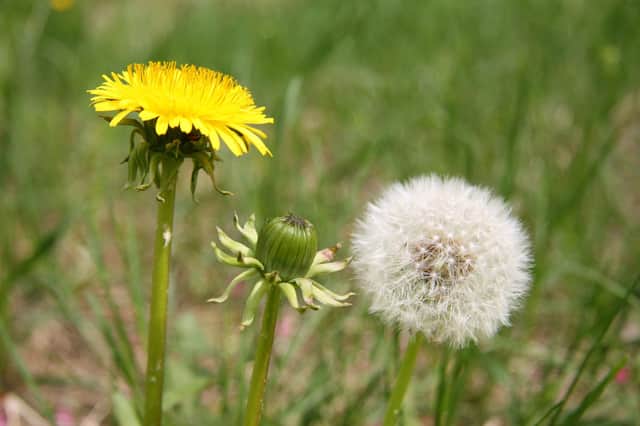 Dandelions are a valuable source of pollen and nectar from March to October