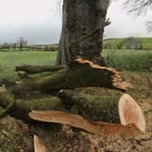 One of a number of trees in Northern Ireland made famous by the TV series Game Of Thrones that have been damaged and felled by Storm Isha.