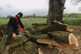 One of a number of trees in Northern Ireland made famous by the TV series Game Of Thrones that have been damaged and felled by Storm Isha.