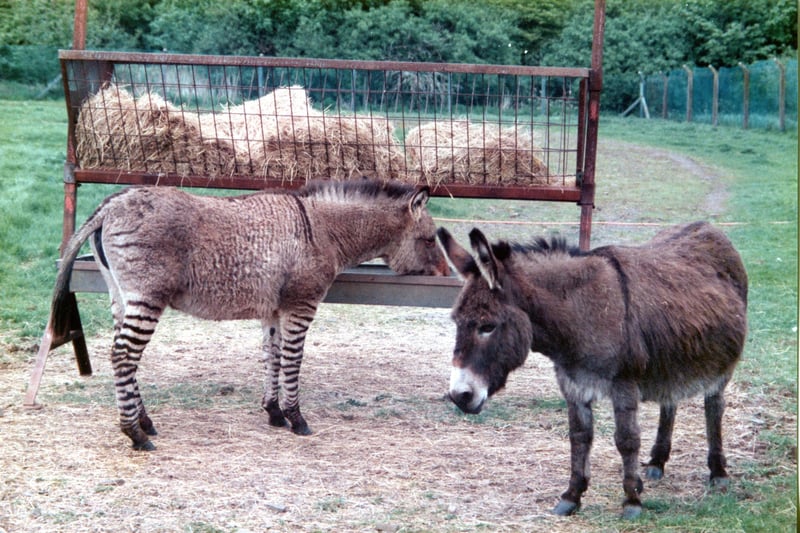 Donkeys and Zebras were a favourite at the safari park