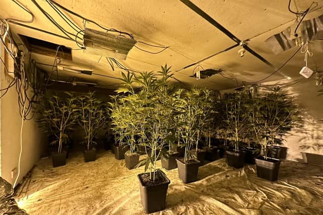 Images of the Markethill cannabis farm
