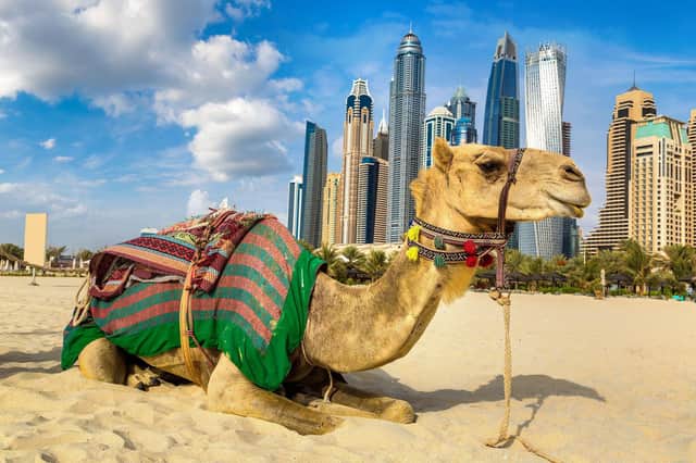 A camel on the beach in front of the Dubai skyline.