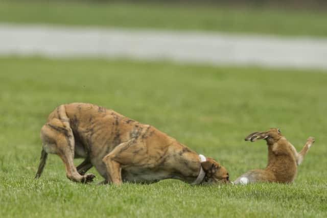 Longmeadow Raz gets close to the hare at the national coursing meeeting in Clonmel