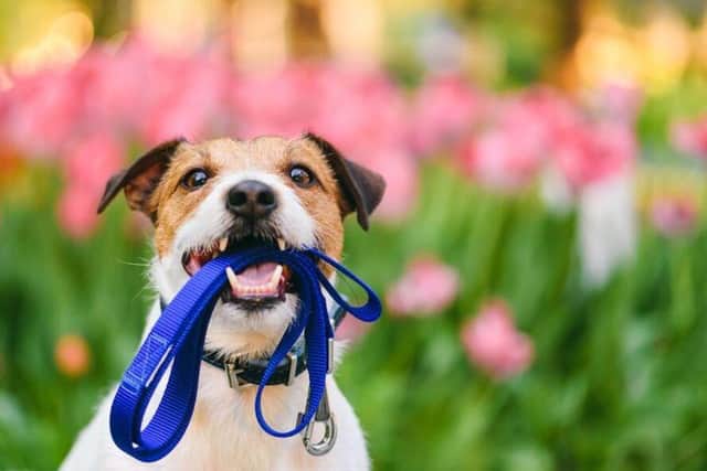 To protect your beloved pooch this spring keep them away from chocolate Easter eggs and make sure they do not ingest certain flowers or herbicides