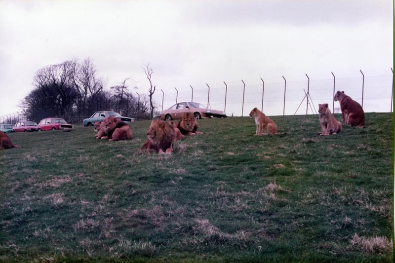 Visitors to the safari park had the unique experience of travelling in their own cars and buses into the main reserve where lions, tigers and baboons were kept