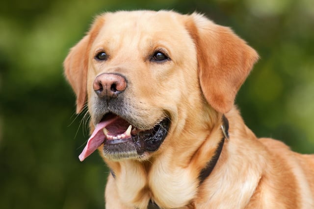 Labradors make perfect family pets, given the right socialisation, as with all breeds. 
They bond well with the whole family and are affectionate and loving.