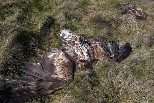 Two white-tailed eagles which were found poisoned in the Glenhead Road area of Ballymena, Co Antrim, on May 15. A post-mortem examination revealed both birds tested positive for the insecticide bendiocarb, and a reward of £5,000 has been offered for information leading to the prosecution of those involved in the poisoning.
Photo: RSPB/PA Wire