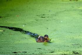 A duck swims amidst blue-green algae