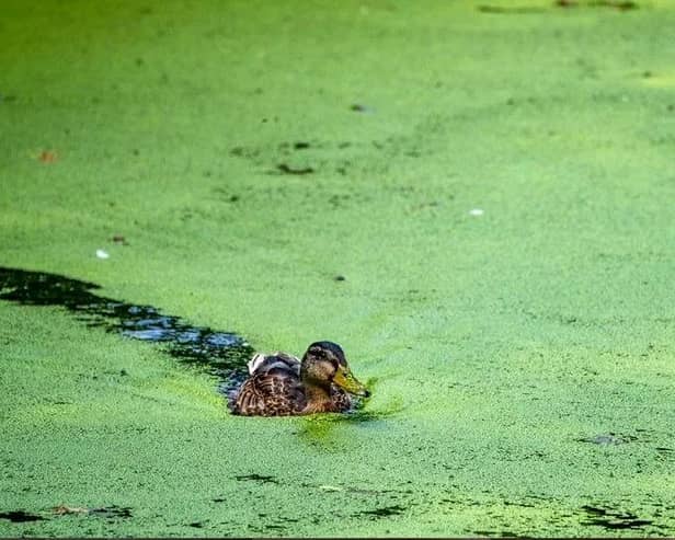 A duck swims amidst blue-green algae