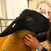 Natasha Doherty pictured with her Suffolks raw lamb from Strabane at the Balmoral Show. Photo: Arthur Allison/Pacemaker Press