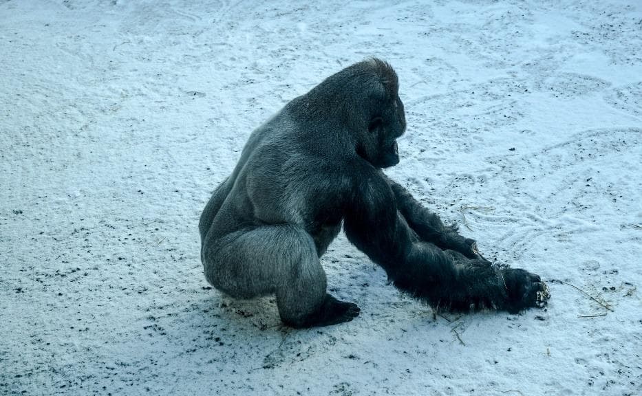 This playful Gorilla made snowballs for a treat in Belfast Zoo's winter wonderland