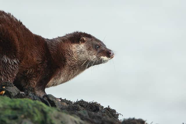 Spotted an otter lately? The Irish National Parks and Wildlife Service wants to know. Picture: Ronald Surgenor
