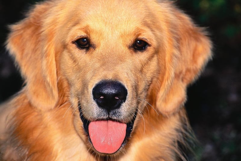 The Golden Retriever is widely recognised as one of the best family dogs due to their friendly nature, gentle temperament, and exceptional patience.

Golden Retrievers are known for their friendly and outgoing personalities.