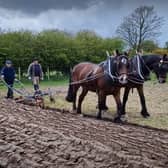 Horse ploughing underway at the Coshkib Hill Farm at the Ulster Folk and Transport Museum at Cultra. Picture: Darryl Armitage