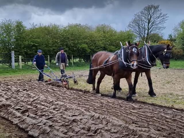 Horse ploughing underway at the Coshkib Hill Farm at the Ulster Folk and Transport Museum at Cultra. Picture: Darryl Armitage