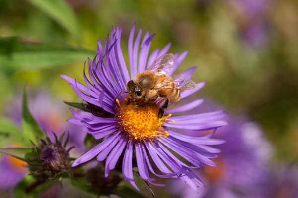 A honeybee on an aster.