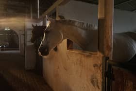 Queen's study raises horse welfare concerns