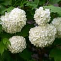 Viburnum opulus 'Roseum'.