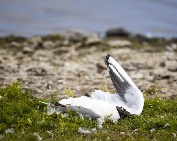 Dead black headed gulls at RSPB Belfast's Window On Wildlife reserve in Belfast Harbour this summer. The RSPB NI said there had been an outbreak of Avian Influenza or bird flu at the reserve. Photo: Liam McBurney/PA Wire
