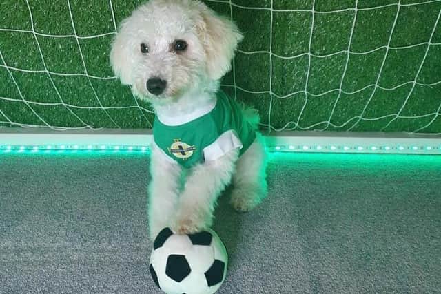 A four-legged member of the Green and White Army