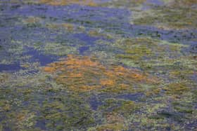Toxic algae on the surface of Lough Neagh at Ballyronan Marina as taken on 17 September 2023. Government experts say it is not safe to swim in the water but it is safe to eat commercially caught fish from it. Photo credit should read: Liam McBurney/PA Wire