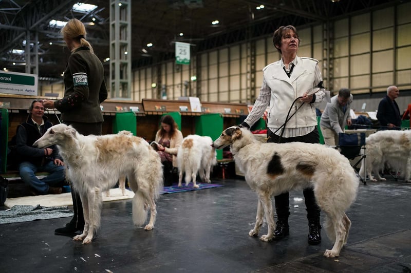 Handlers with their Borzoi