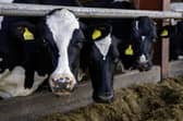 Increasing beef prices at market drove part of the huge rise in farm incomes last year. Picture: Bruce Rollinson