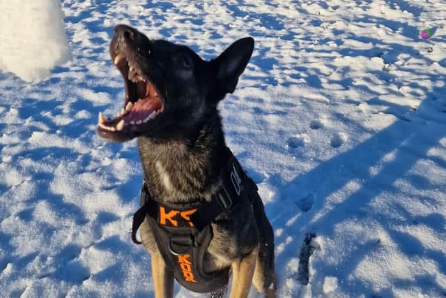 A game of catch with a difference for Koda, using a snowball