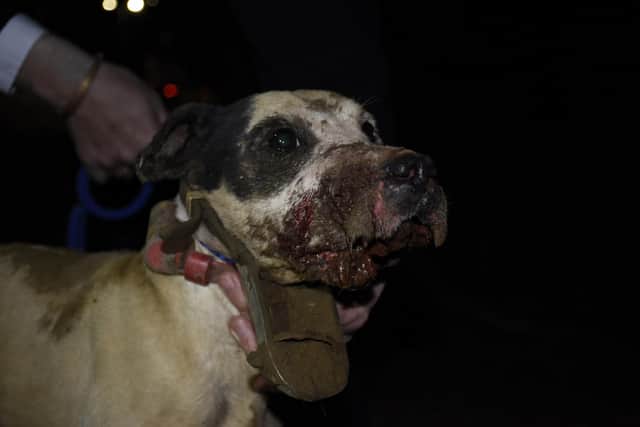 Images showing the extent of injuries caused to dogs and badgers by badger baiting.