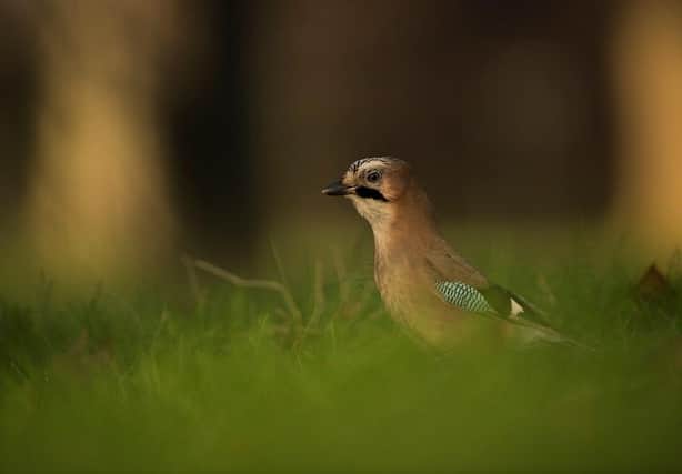 A Jay foraging