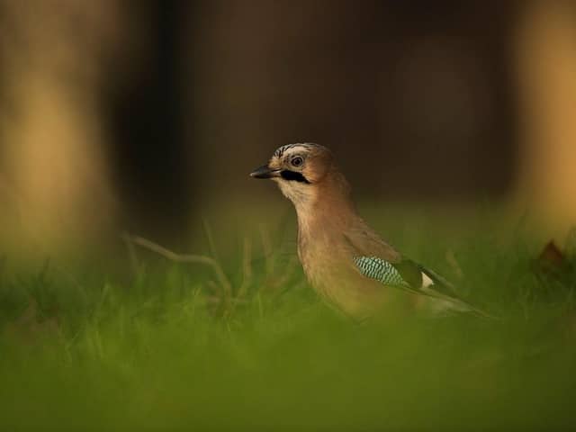 A Jay foraging