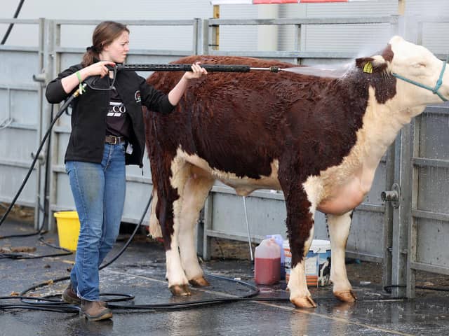 11th April 2023 - Northern Ireland. Day three at Balmoral Show, in partnership with Ulster Bank.  Prepping cattle ahead of the days showing. Picture by Jonathan Porter/PressEye