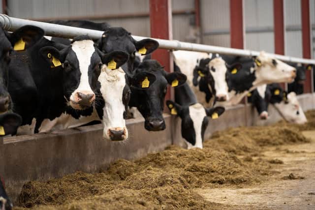 The cattle were slaughtered after an outbreak of bovine TB. File photo.