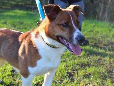 Kiwi is a dinky little 3 month old Jack Russell Terrier puppy. 

She is being cared for by her wonderful foster carers and is off to a great start with learning to live in a home, things like housetraining and learning to settle on her own whilst the foster carers are working are coming along well.