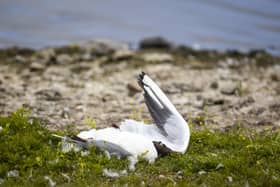 Dead black headed gulls at RSPB Belfast's Window On Wildlife reserve in Belfast Harbour, as the RSPB NI said it has had an outbreak of Avian Influenza at the reserve. As a precautionary measure, the reserve has been closed until further notice
