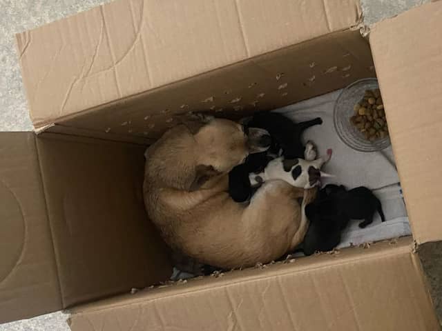 Seven chihuahua pups and their mum who were found in a box with no ventilation in Newry. The brood was brought to the USPCA Animal Hospital in Newry were they were found to be just one week old. Photo credit: USPCA/PA Wire
