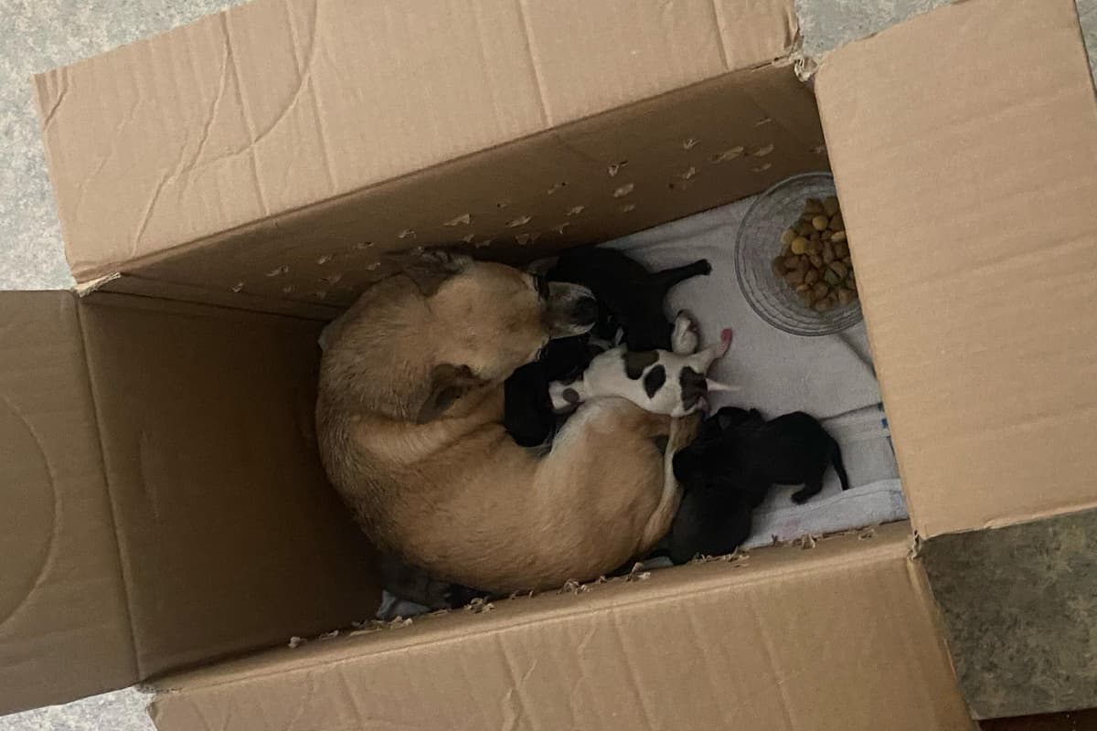 Litter of puppies found in distressed state in cardboard box beside a bin