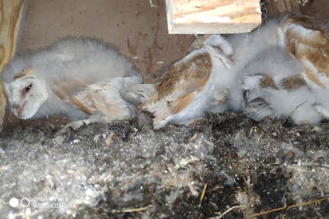 Northern Ireland Barn Owl Group photo of owlets, which are part of the newest broods of barn owls, which have been ringed by conservationists in Co Antrim. Photo credit: Northern Ireland Barn Owl Group/Ciaran Walsh/PA Wire
