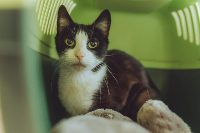 Cher is Katy's best friend (wonder who they were named after?), so you'll need to take them home together if you want to adopt one of them. She's a bit more adventurous than Katy and may take to her surroundings better.