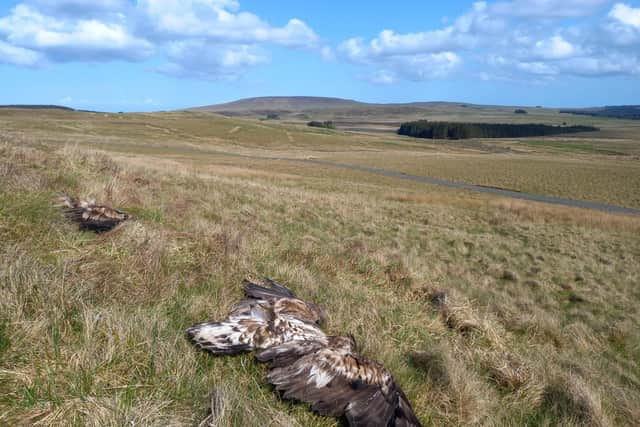 Two dead White-tailed Eagles found in Glenwherry. Photo from RSPB NI Investigations
